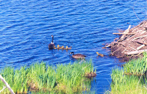 A Family of Ducks on the Lake