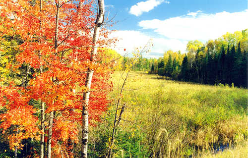 Colorful foliage on the Edge of the Wilderness Scenic Byway
