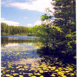Lilypads on Pughole Lake