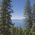 A View of Lake Tahoe Through Pine Trees