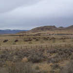 Horses Grazing Along the Pyramid Lake Scenic Byway