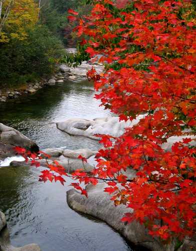 Scarlet Maple on Baker River 