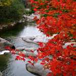 Scarlet Maple on Baker River 