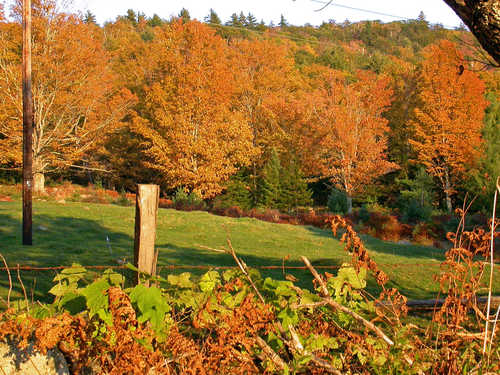 A Row of Red-Gold Trees Near Country Village