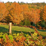 A Row of Red-Gold Trees Near Country Village