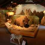 Peter Norbeck Wildlife Exhibit