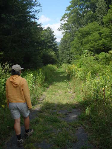 Enjoying a Summer Hike in the Cranberry Wilderness