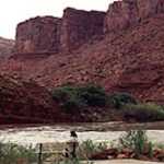 Watching the Colorado River flow past Big Bend Campgrounds