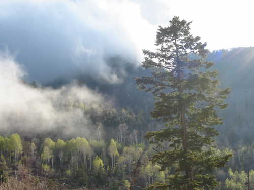 Mists Near Douglas Pass