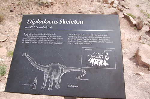 Diplodocus Skeleton Description along the Trail Through Time