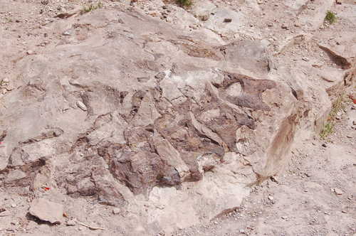 Diplodocus Skeleton along the Trail Through Time