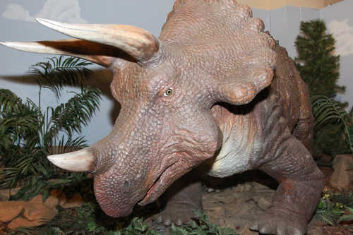 Triceratops at the Dinosaur Journey Museum