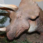 Triceratops at the Dinosaur Journey Museum