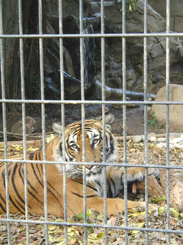 Tiger in the Atascadero Zoo