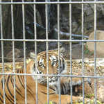 Tiger in the Atascadero Zoo