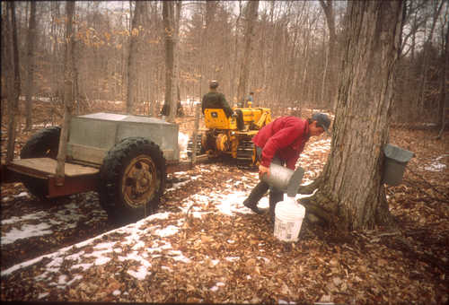 Collecting Maple Sap