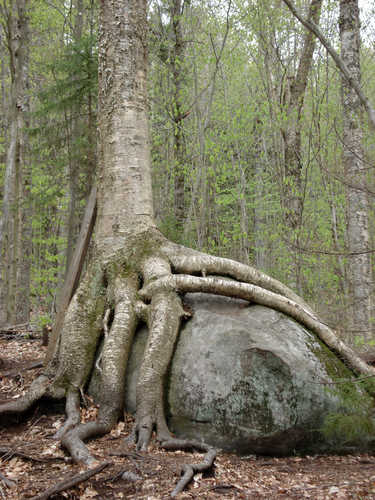 Tree Roots Growing Over a Boulder