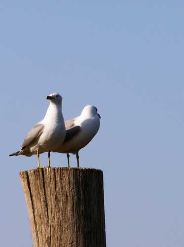 Seagulls at Lake Champlain
