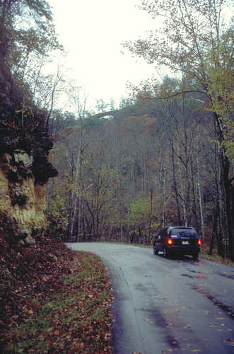 Forest Road in November