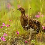 A Female Willow Ptarmigan Near Some Spring Wildlflowers