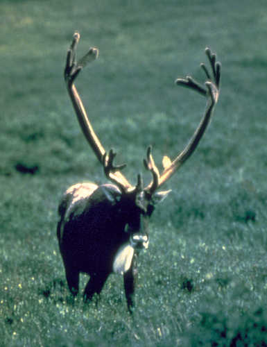 An Elusive Caribou in the Selkirk Mountains