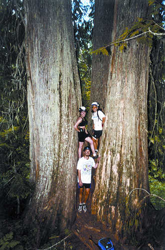 2,000-Year-Old Giant Cedars on the International Selkirk Loop