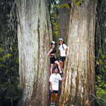 2,000-Year-Old Giant Cedars on the International Selkirk Loop