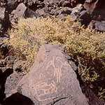 Bird-like Petroglyphs at Petroglyph National Monument