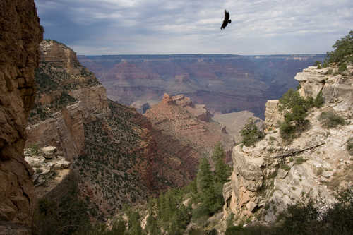 California Condor Soaring Above the Grand Canyon