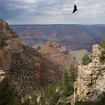 California Condor Soaring Above the Grand Canyon