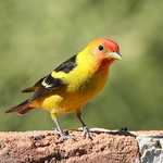 A Curious Western Tanager
