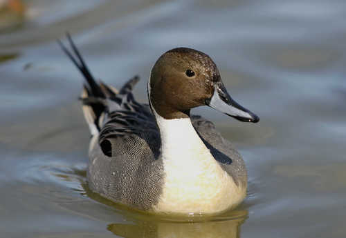 A Northern Pintail Enjoying a Spring Day