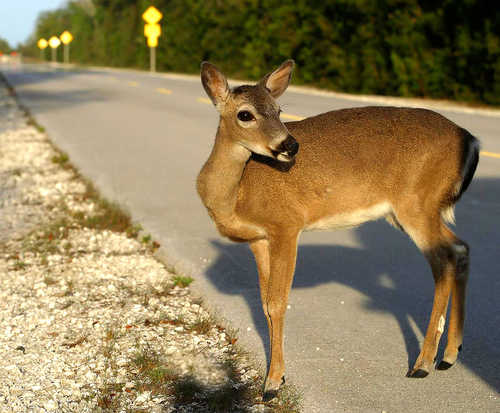 A Key Deer at Key Deer Refuge