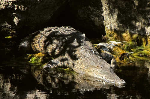 Basking Crocodile at Crocodile Lake National Wildlife Refuge