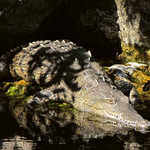 Basking Crocodile at Crocodile Lake National Wildlife Refuge