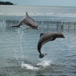 Dolphins Playing at the Dolphin Research Center