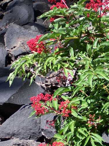 Red Berries on Wizard Island