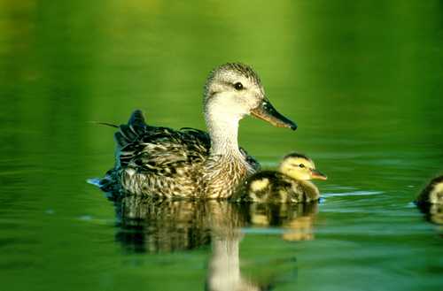 Gadwall and Duckling