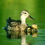 Gadwall and Duckling