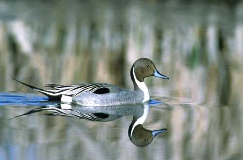 Pintail Along Volcanic Legacy Scenic Byway