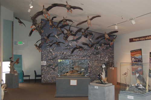 Flock Inside the Klamath Basin Refuges Visitor Center