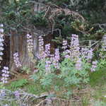 Lupine on Castle Crest Trail