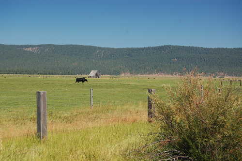 Cattle and Ranch near Fort Klamath