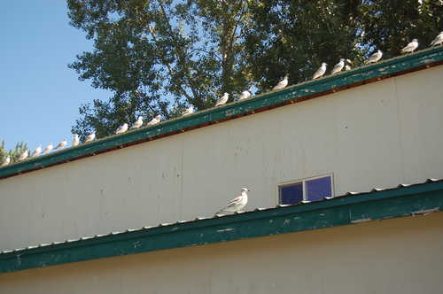 Seagulls on Visitor Center Roof