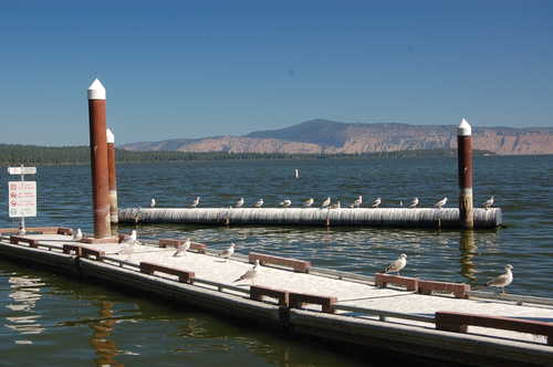 Seagulls on Dock at Howard Bay