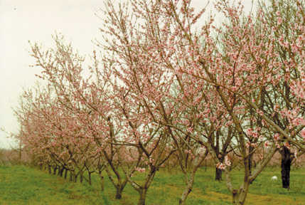 Peach Trees in Bloom