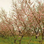 Peach Trees in Bloom