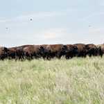 Standing Rock Buffalo Pasture