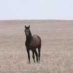 Wild Horse on the Lakota Tribal Park