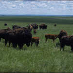 Buffalo Herd at the Lakota Tribal Park